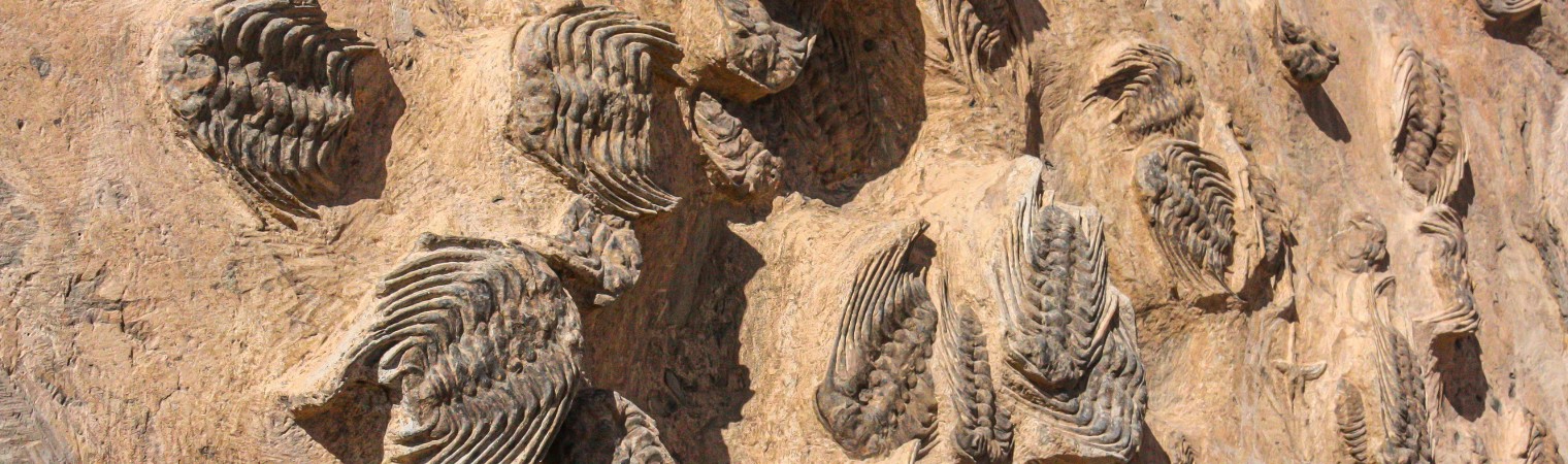 The Silent Extinction: Why Insects Are Vanishing and Why It Matters