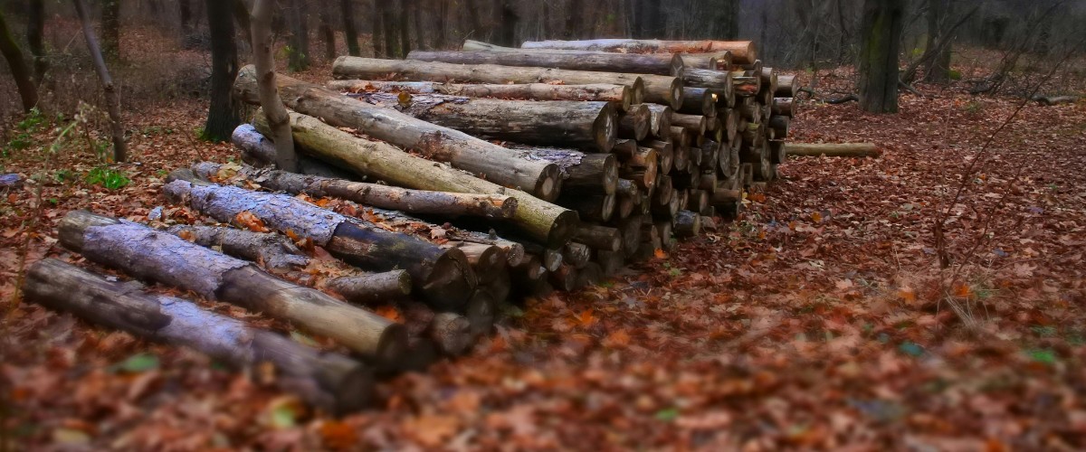 Imported Timber and Wood Pulp Paper: Why Don’t We Know Where Our Wood Really Comes From?