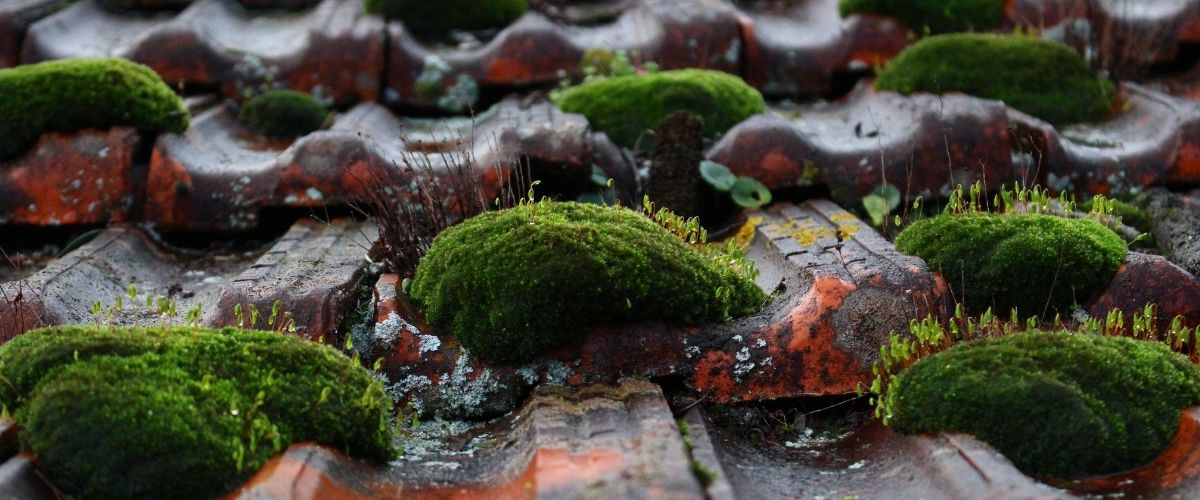 Can Green Building Materials Help Construction Adapt to Hotter Cities?